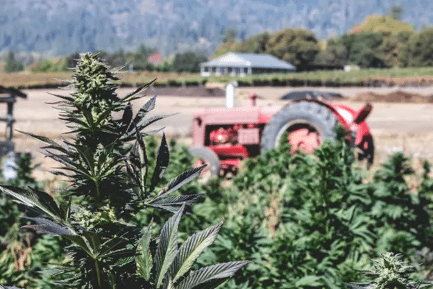 Close-up of cannabis plants in a cultivated field with a red tractor visible in the background. A house with a pitched roof and surrounding trees can be seen in the distance, set against rolling hills and a blue sky, embodying the serene environment where Gummygenix products are inspired.