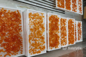 Trays filled with orange gummy candies are arranged in rows for drying on a metal surface. The trays are white and perforated, cut into small, irregular shapes by a gummy making machine. The logo “SaintyCo” is visible in the bottom right corner of the image, showcasing Gummygenix’s quality production process.