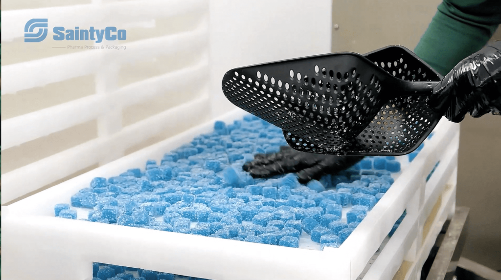 A person wearing black gloves uses a perforated scoop to handle blue gel cubes in a white container. The container, part of a SaintyCo gummy making machine, is situated on a plastic shelving unit with the "SaintyCo" branding visible in the upper left corner of the image.